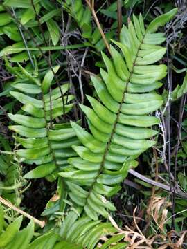 Image of Pellaea falcata (R. Br.) Fée