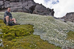 Image of white mountain daisy