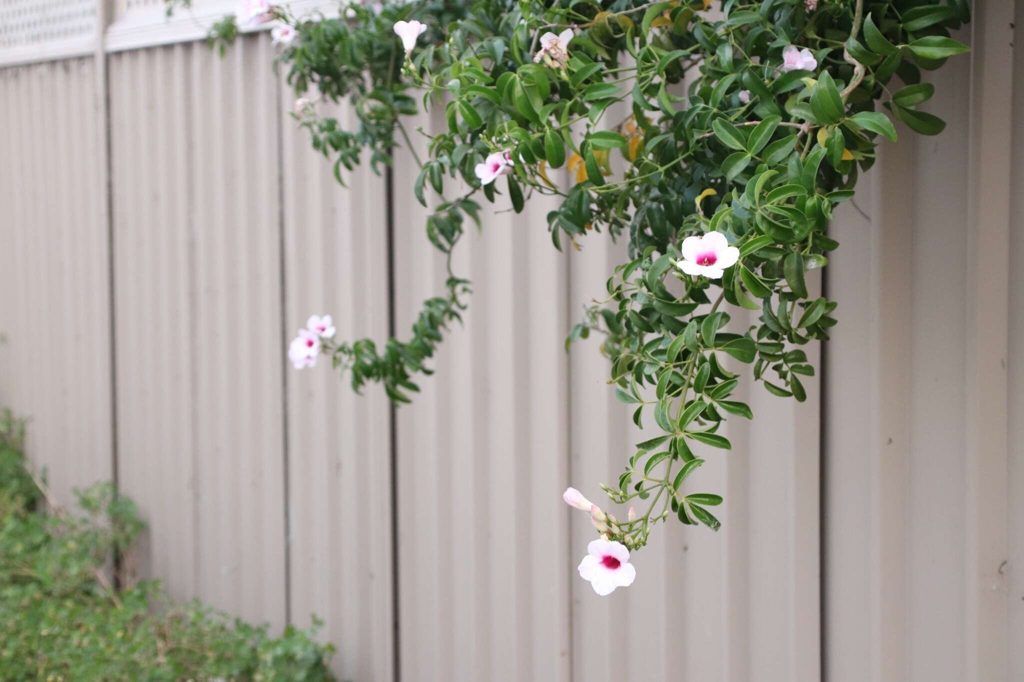 Image de Pandorea jasminoides (Lindl.) Schumann