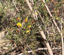 Image of <i>Daviesia ulicifolia</i> subsp. <i>ruscifolia</i>