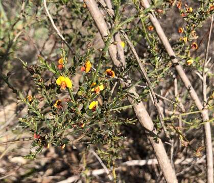 Image de <i>Daviesia ulicifolia</i> subsp. <i>ruscifolia</i>