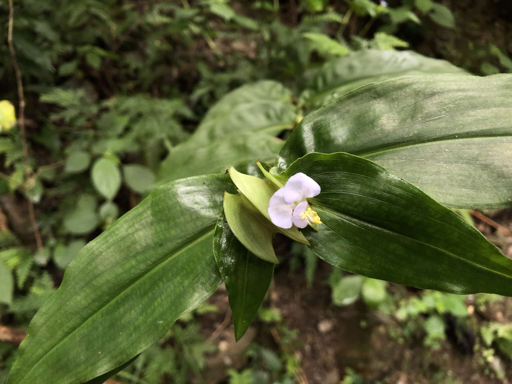 Commelina paludosa Blume的圖片