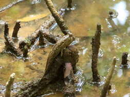 Image of Periophthalmus walailakae Darumas & Tantichodok 2002