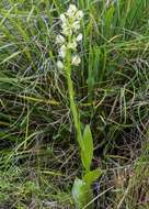 Image of Pterygodium leucanthum Bolus