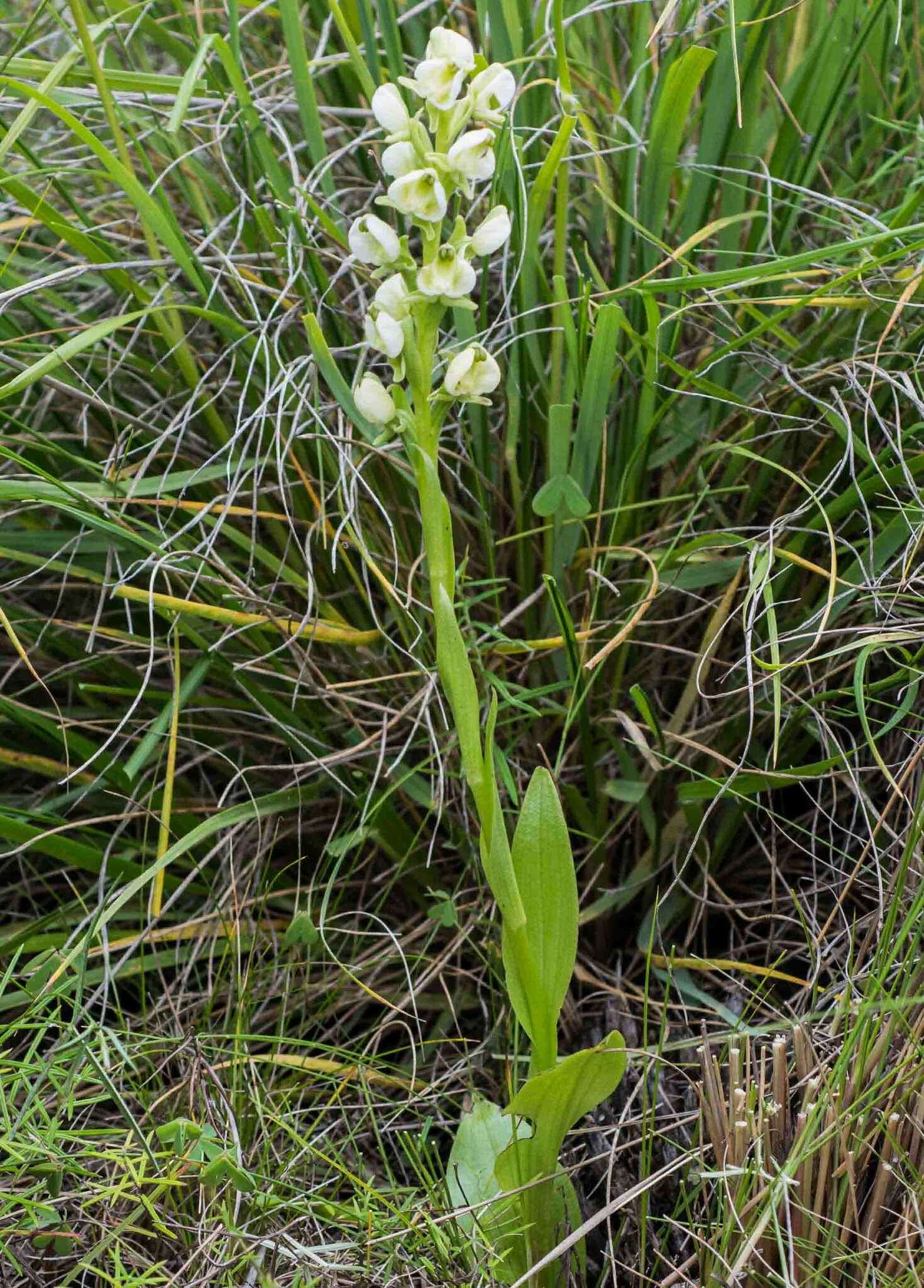 Image of Pterygodium leucanthum Bolus