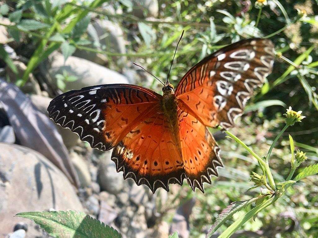 Cethosia biblis tisamena Fruhstorfer 1912 resmi