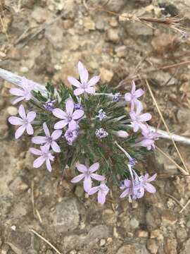 Image of Great Basin langloisia