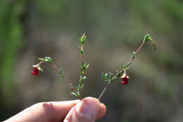 Image of Hermannia flammula Harv.