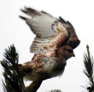 Imagem de Buteo trizonatus Rudebeck 1957