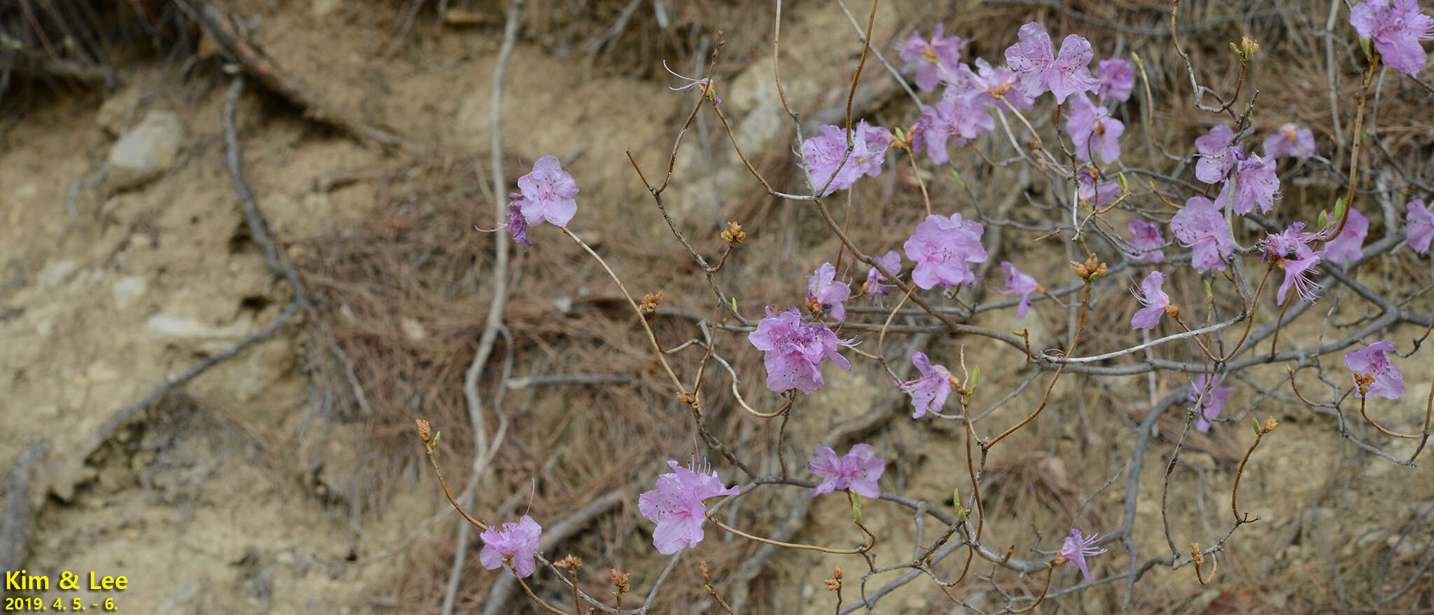 Image de Rhododendron mucronulatum Turcz.