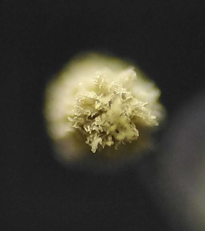 Sivun Aspergillus niger Tiegh. 1867 kuva