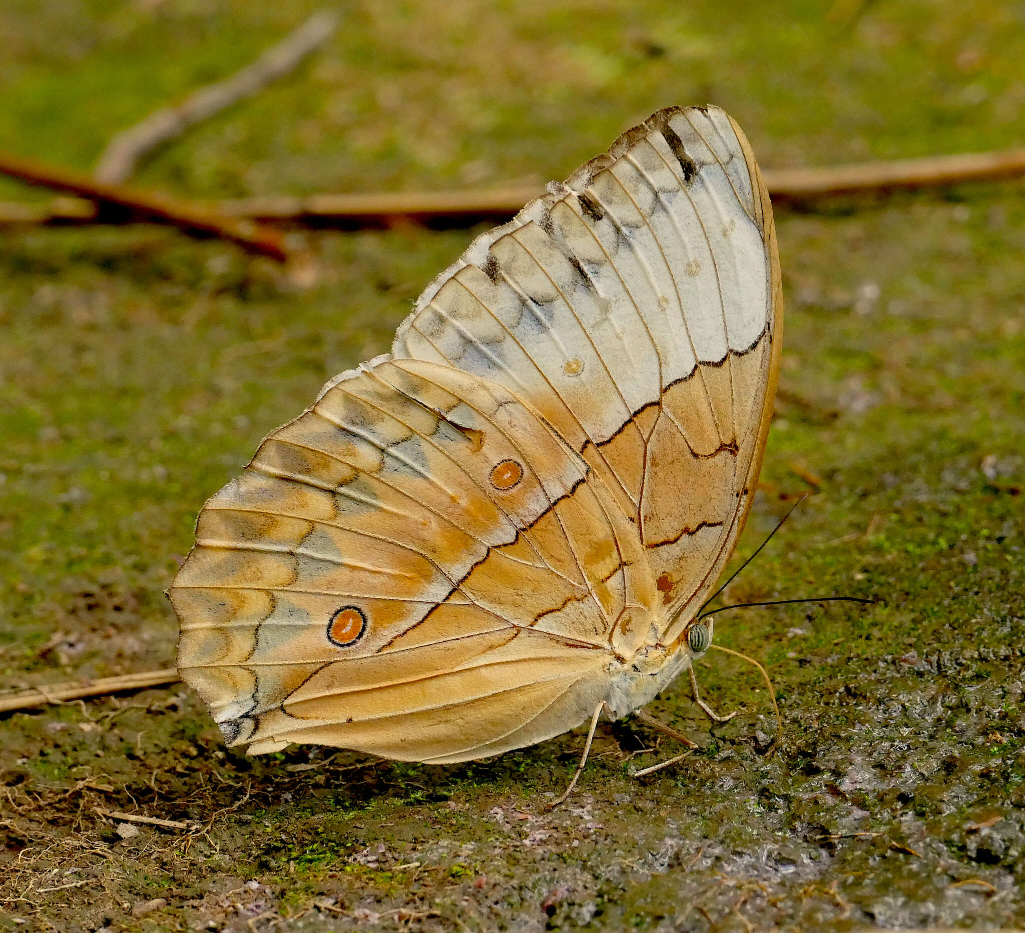 Image of Stichophthalma louisa Wood-Mason 1877