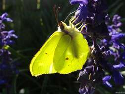 Image of Gonepteryx rhamni (Linnaeus 1758)