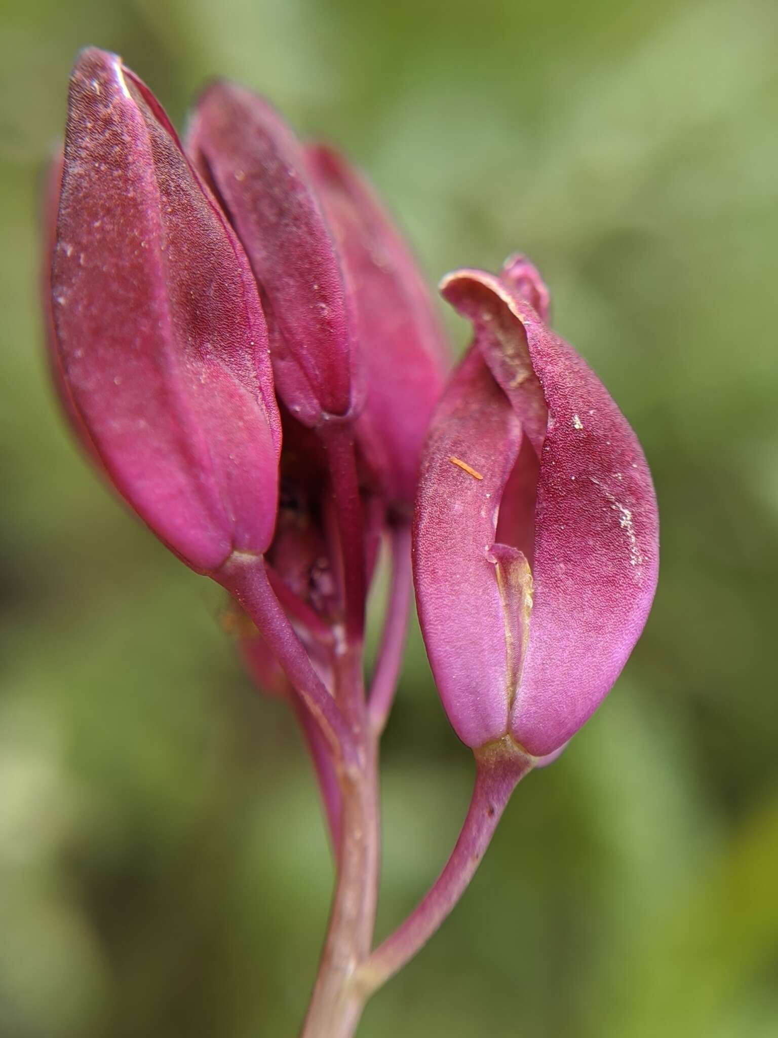 Image de Caulanthus lemmonii S. Watson