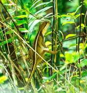 Image of Two-lined Fathead Anole