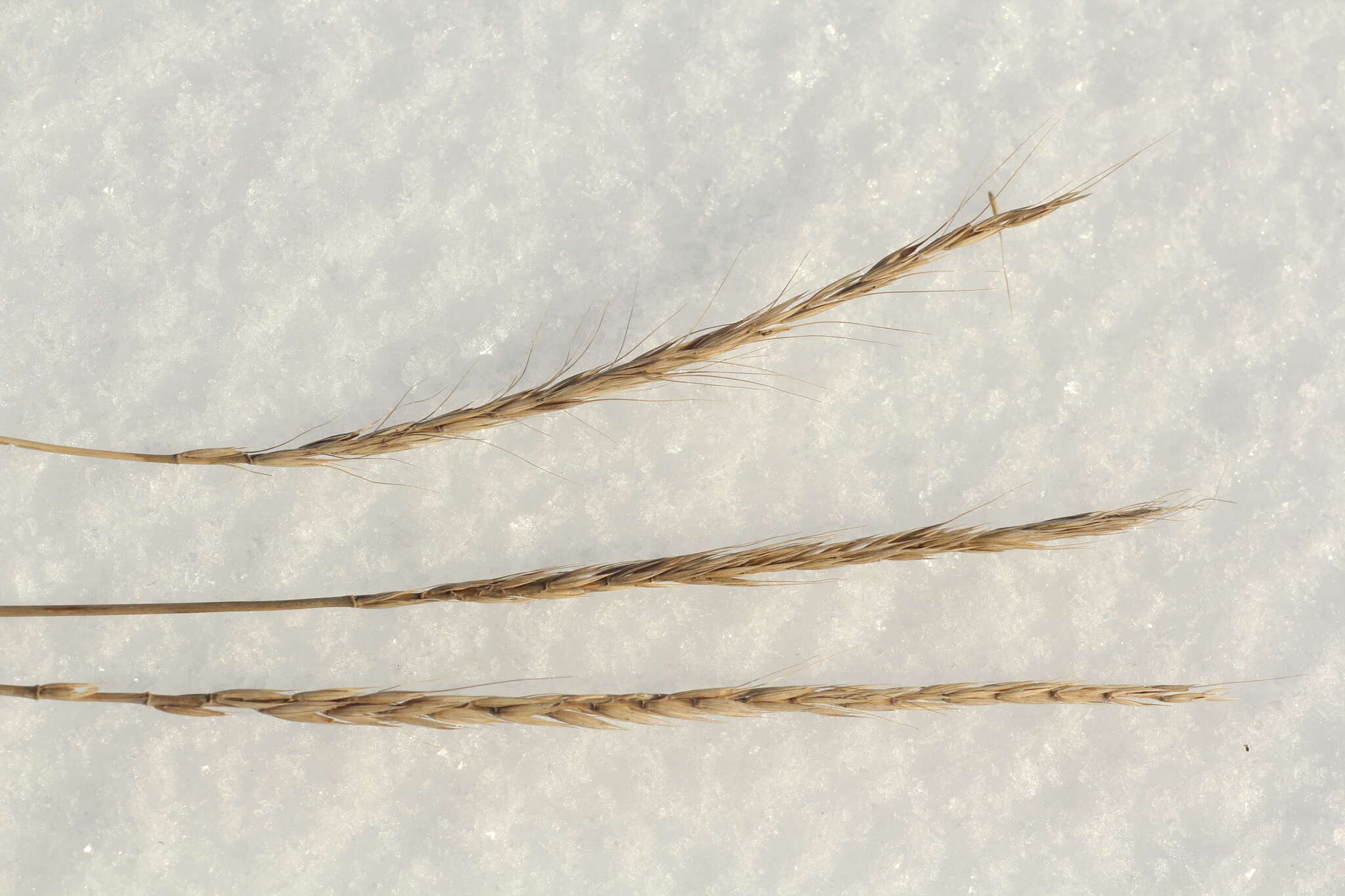 Слика од Elymus gmelinii (Trin.) Tzvelev