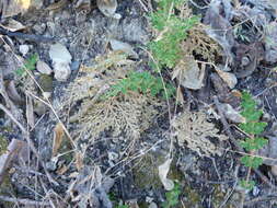 Image of Selaginella pallescens (C. Presl) Spring