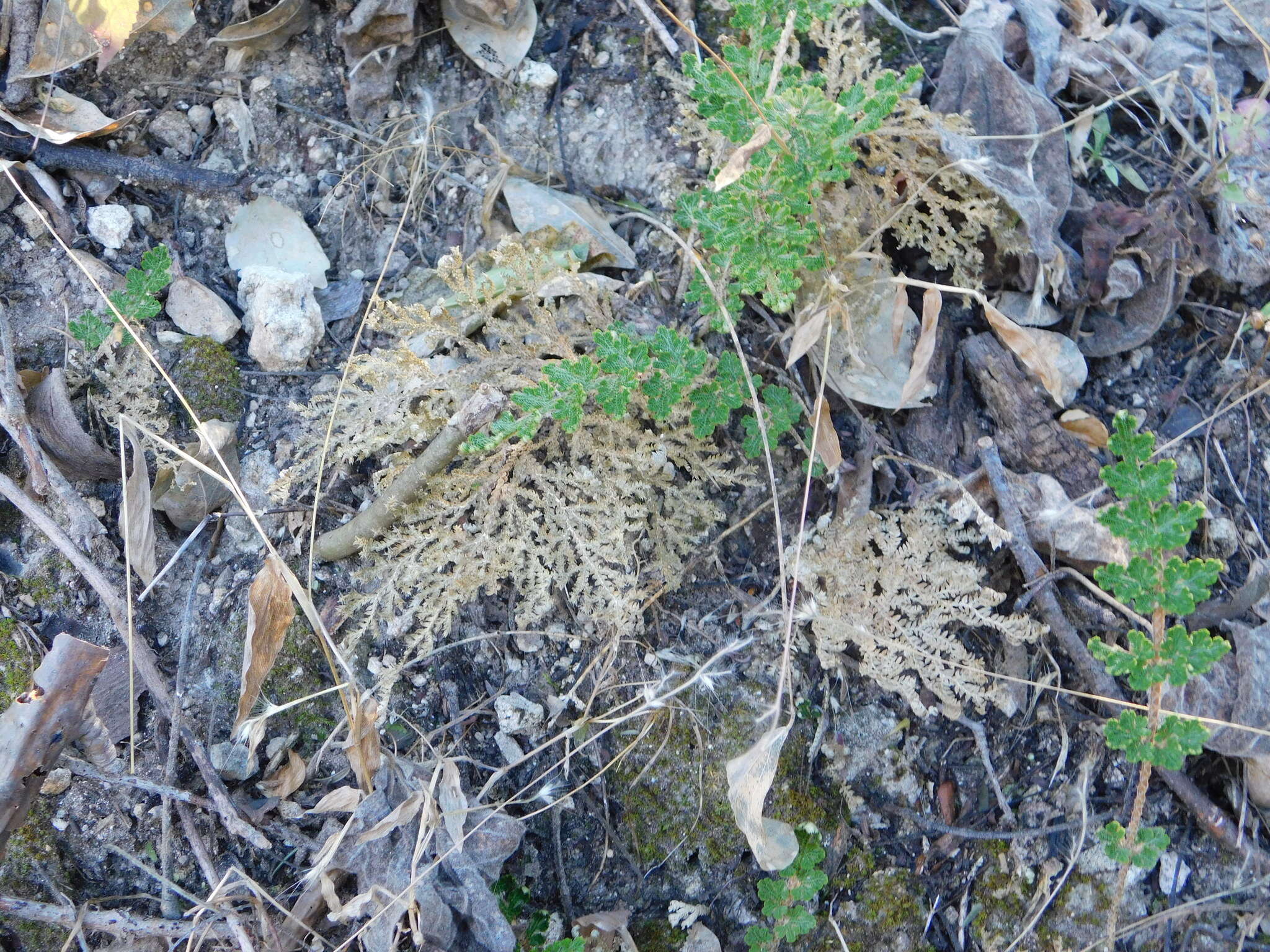 Image of Selaginella pallescens (C. Presl) Spring