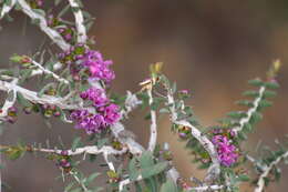 Image of Melaleuca violacea Schau.