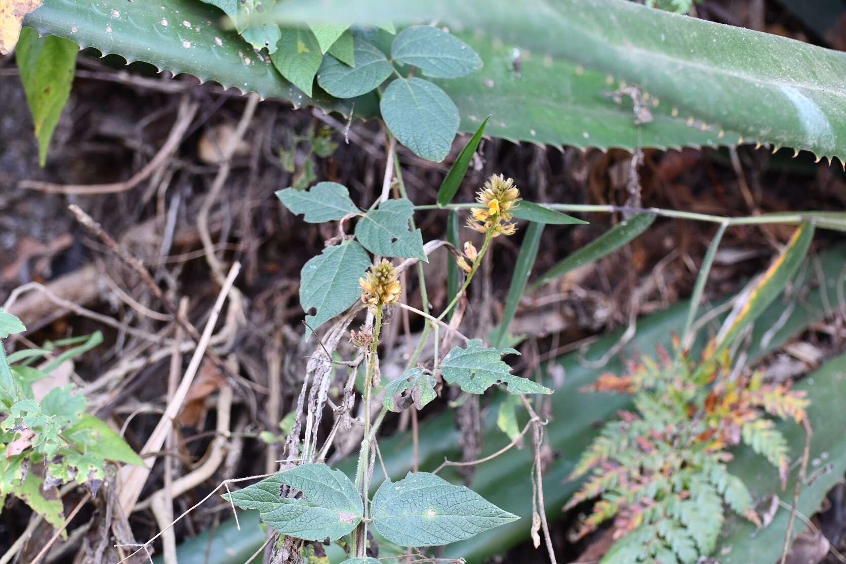 Image of Rhynchosia longeracemosa M. Martens & Galeotti