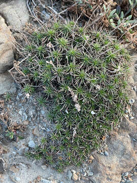 Image of Plantago subulata L.