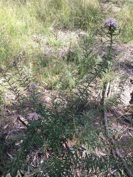 Image of Grevillea phylicoides R. Br.