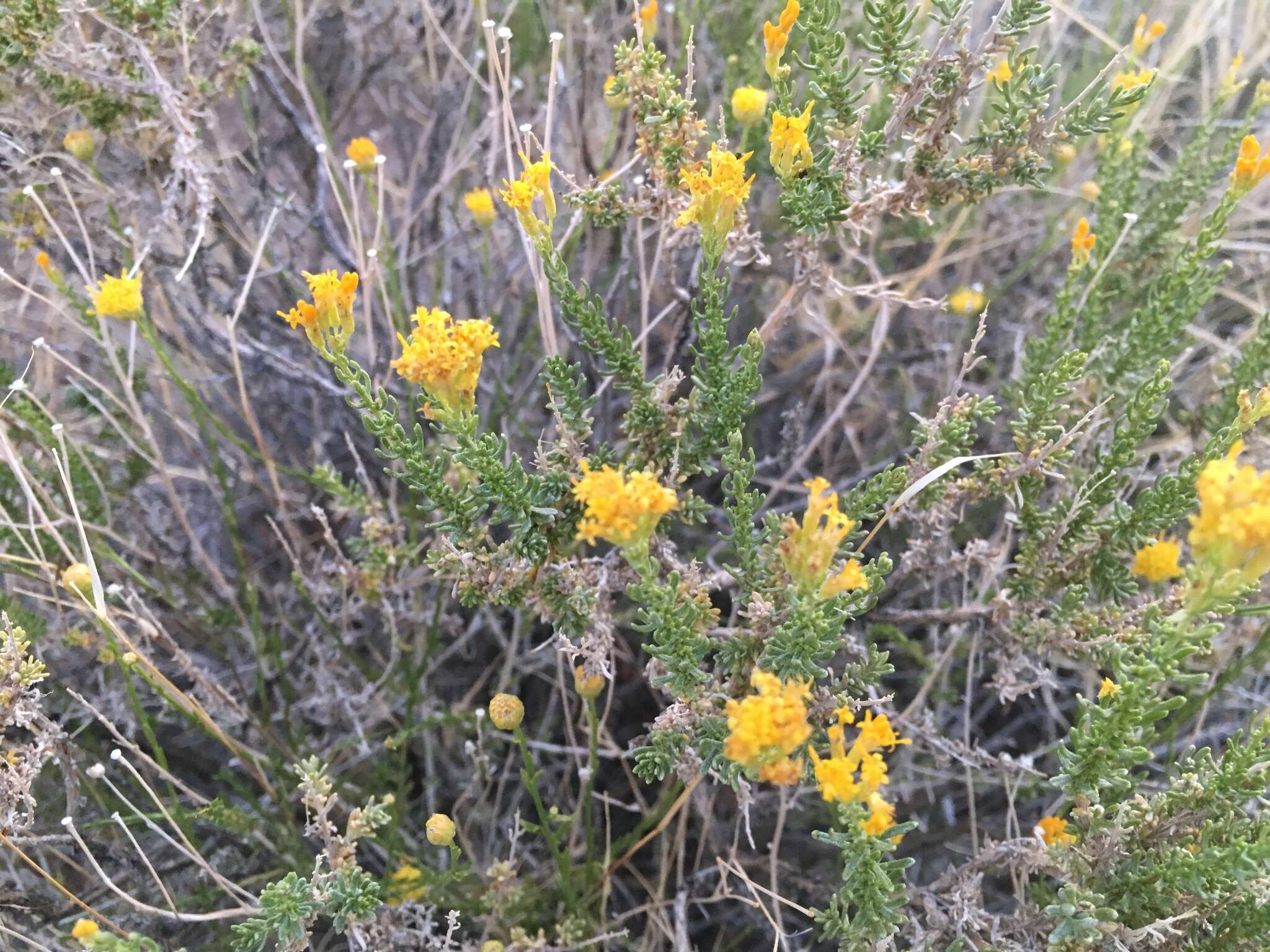 Image of Cooper's goldenbush