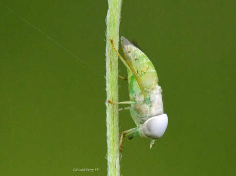 Plancia ëd Chlorotabanus crepuscularis Bequaert 1926