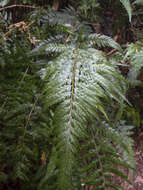 Imagem de Parapolystichum acuminatum (Houlston) Labiak, Sundue & R. C. Moran