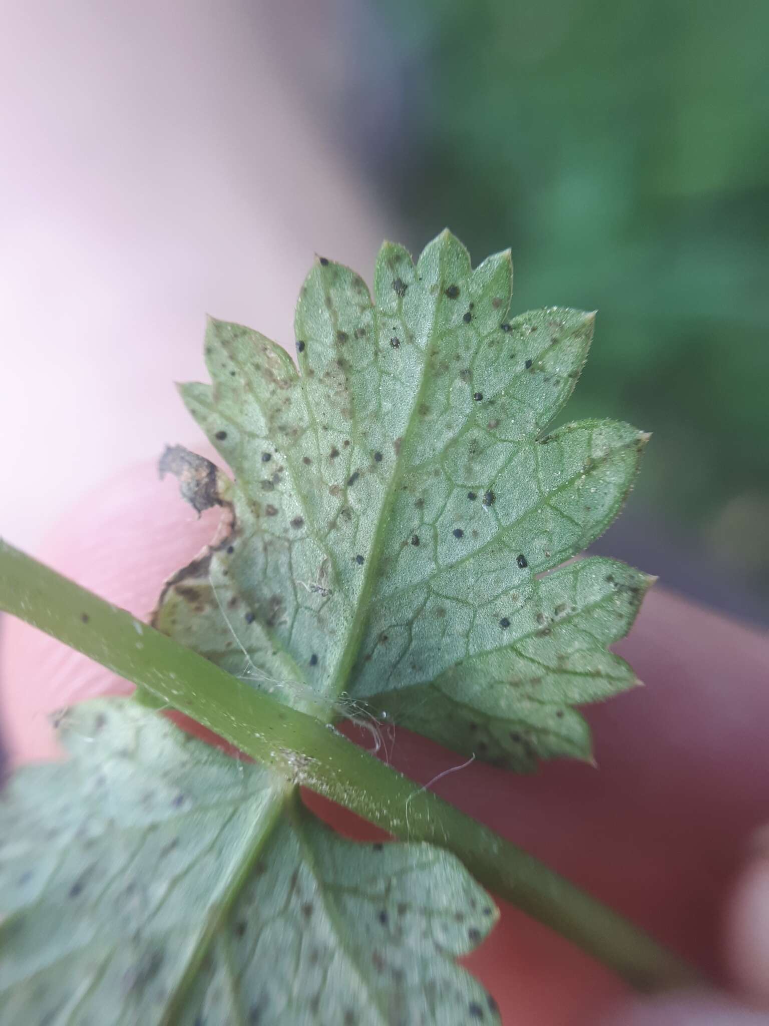 Image of Puccinia pimpinellae (F. Strauss) Link 1824