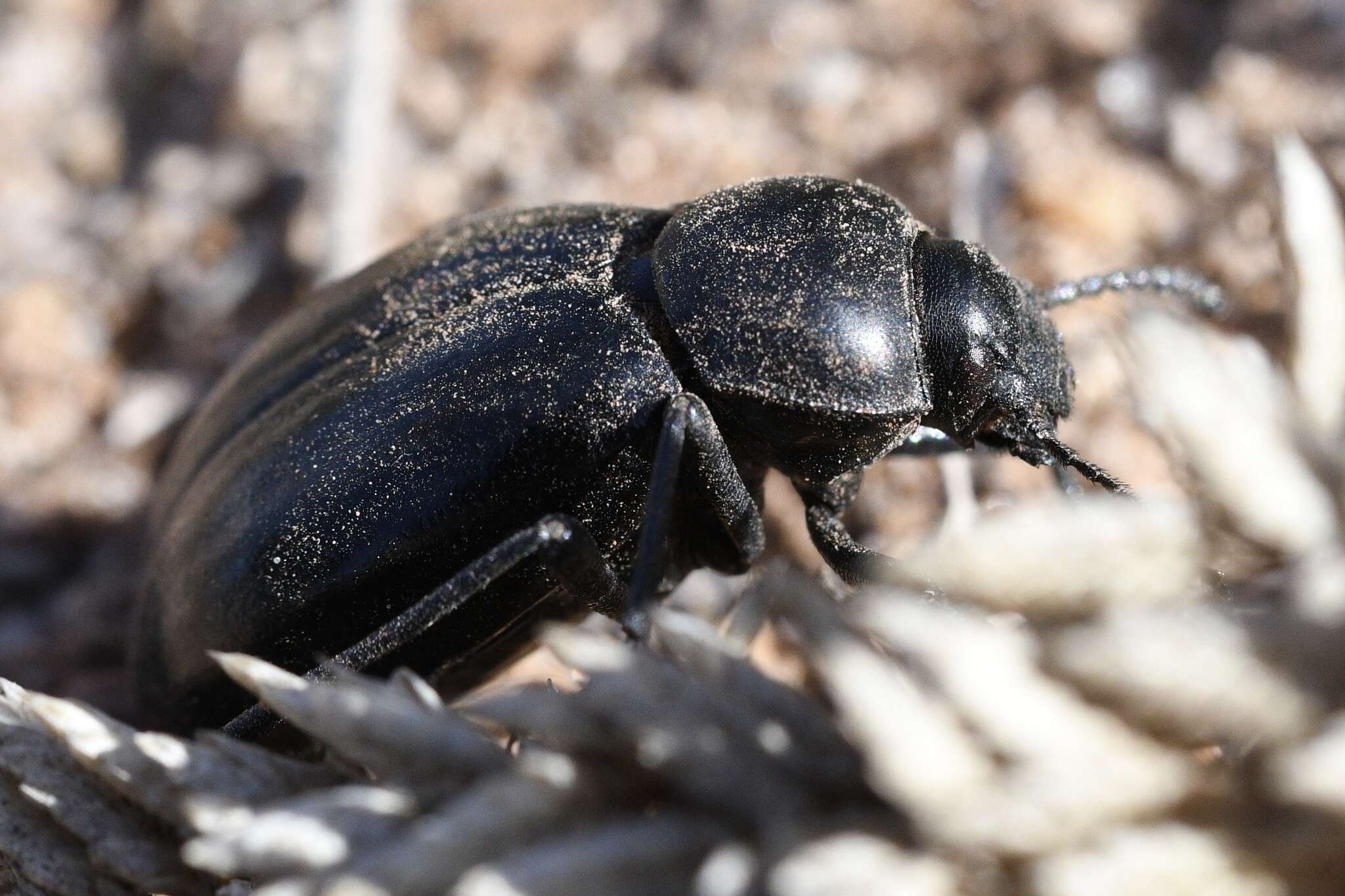 Image of Stenomorpha (Stenomorpha) convexicollis (Le Conte 1854)