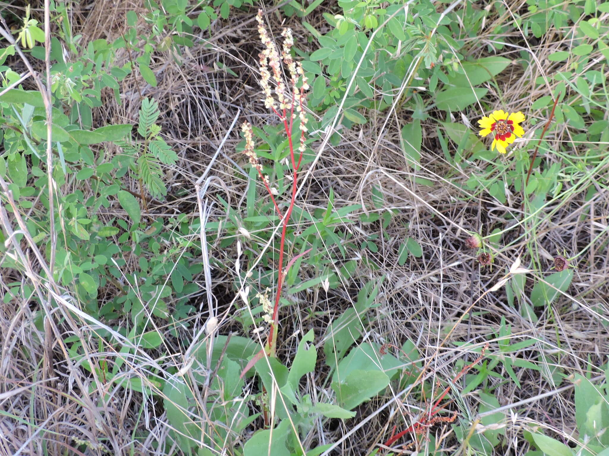 Imagem de Rumex hastatulus Baldw. apud Ell.