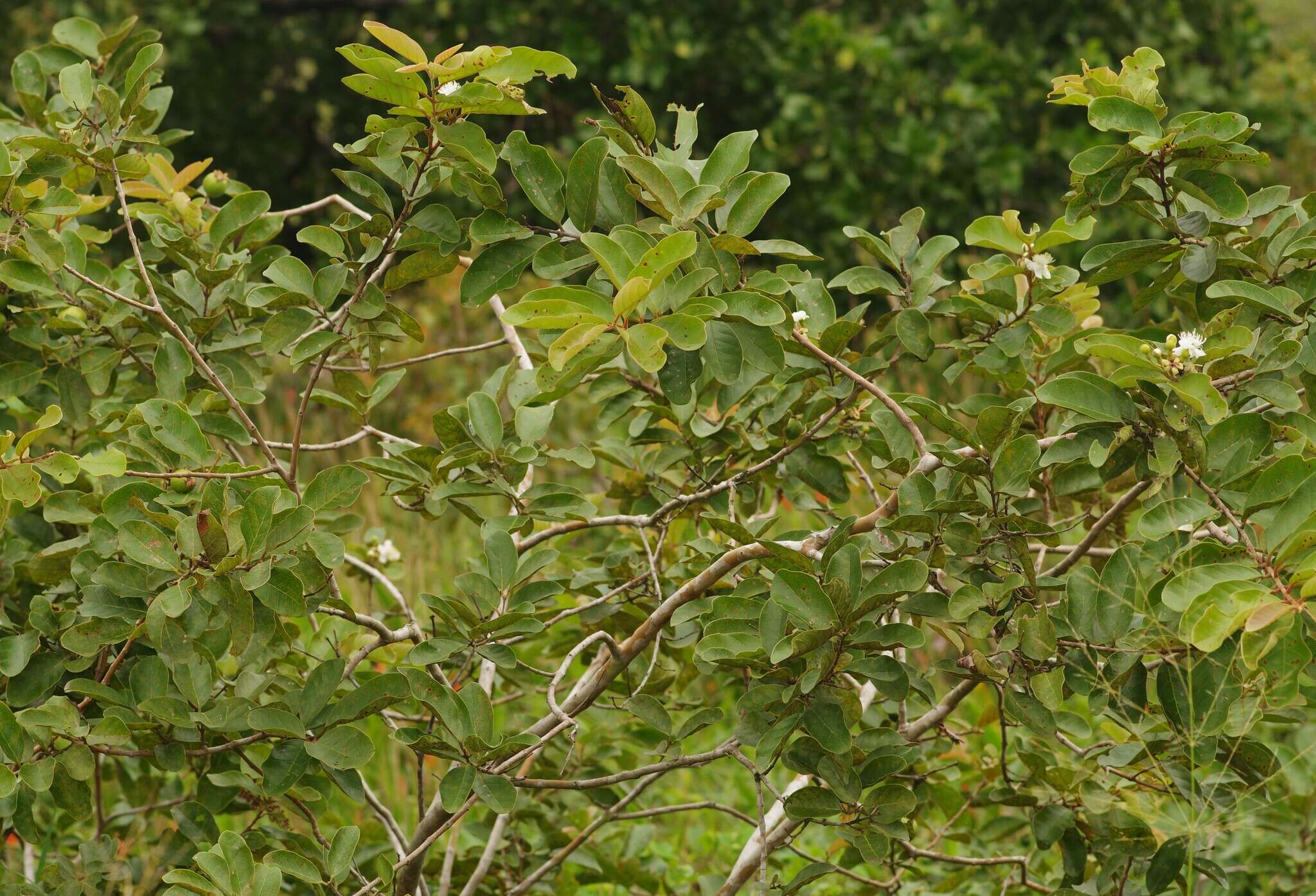 Image of Psidium guyanense Pers.