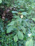 Image de Impatiens cristata Wall.