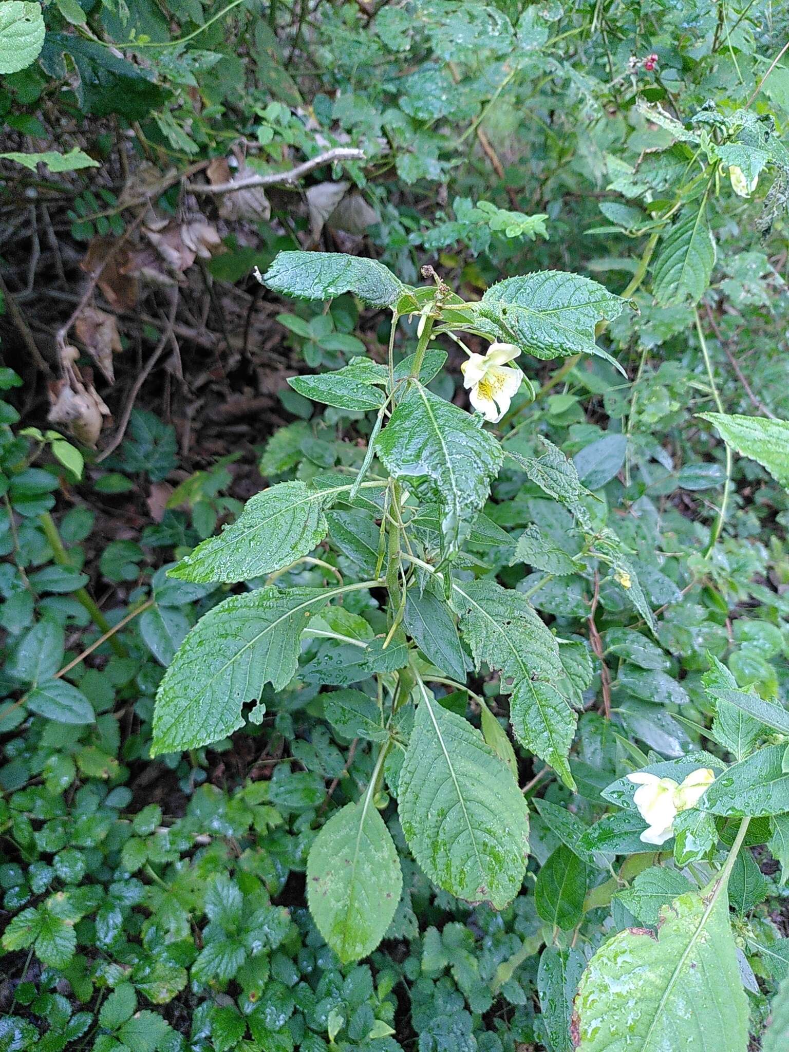 Image de Impatiens cristata Wall.