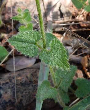 Слика од Stachys natalensis Hochst.