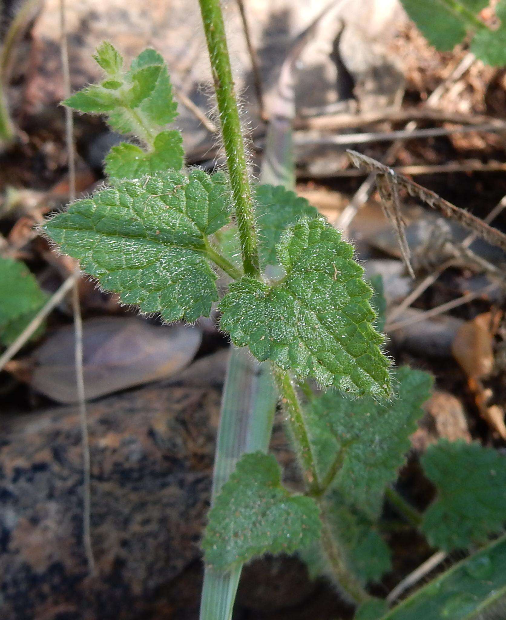 Imagem de Stachys natalensis var. natalensis