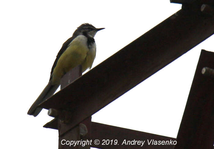 Image of Madagascan Wagtail