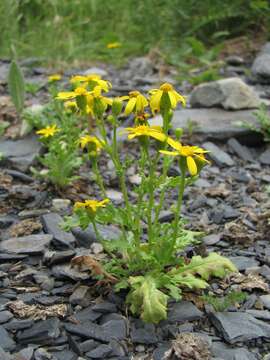 Plancia ëd Senecio leucanthemifolius subsp. caucasicus (DC.) Greuter