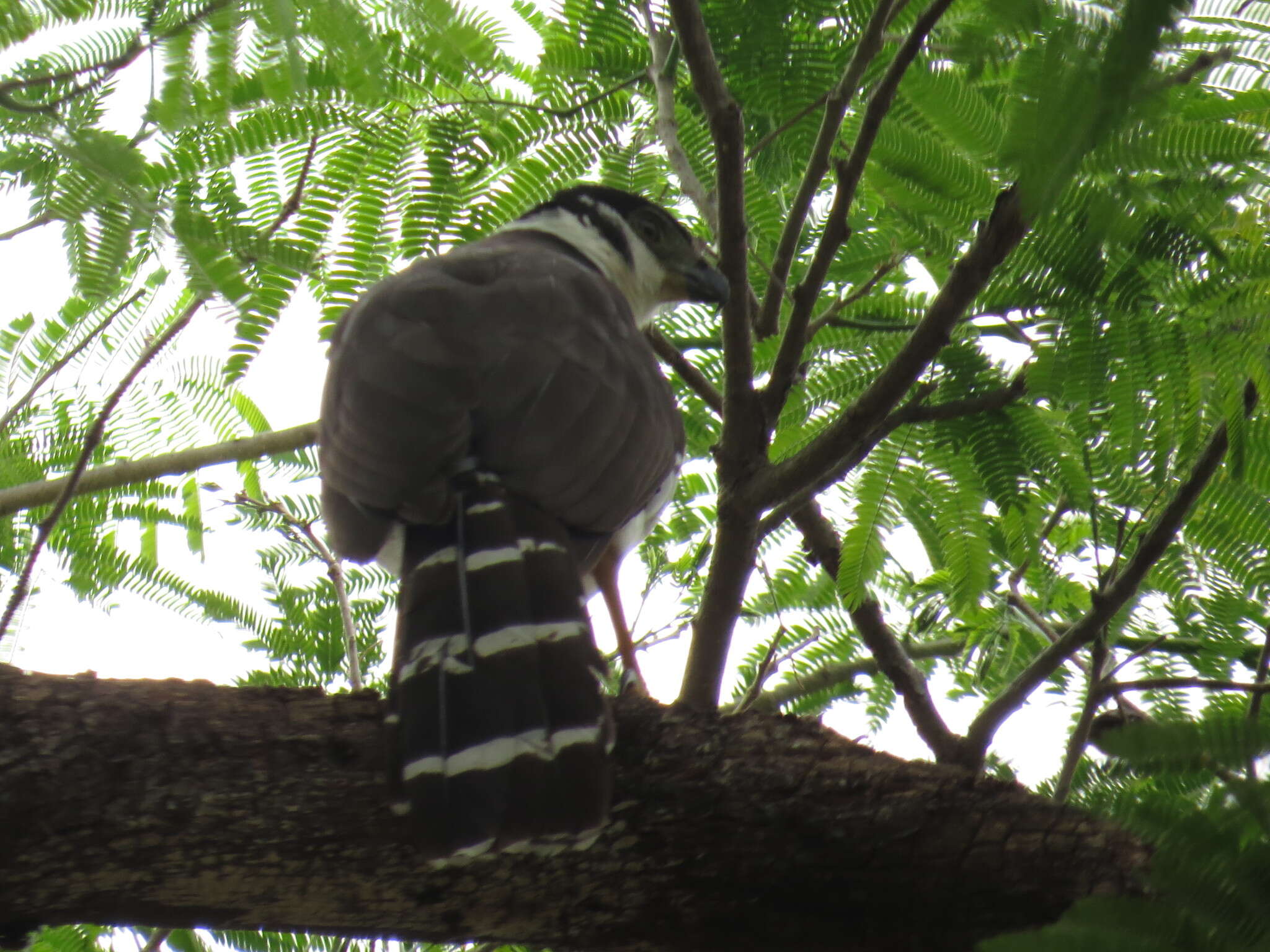 Image of Collared Forest Falcon