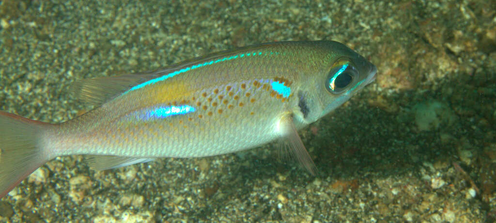 Image of Blue-stripe spinecheek