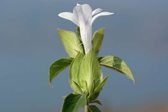 صورة Barleria sepalosa C. B. Cl.