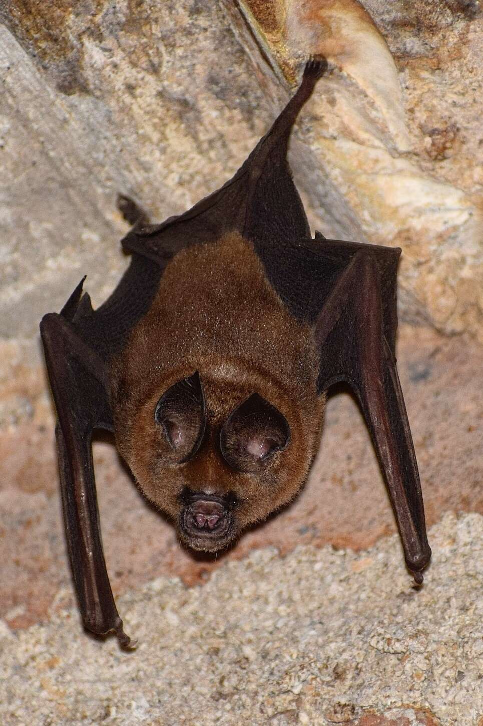 Plancia ëd Hipposideros speoris (Schneider ex Schreber 1800)