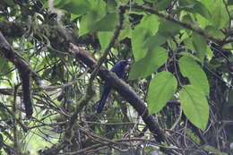 Image of Black-collared Jay