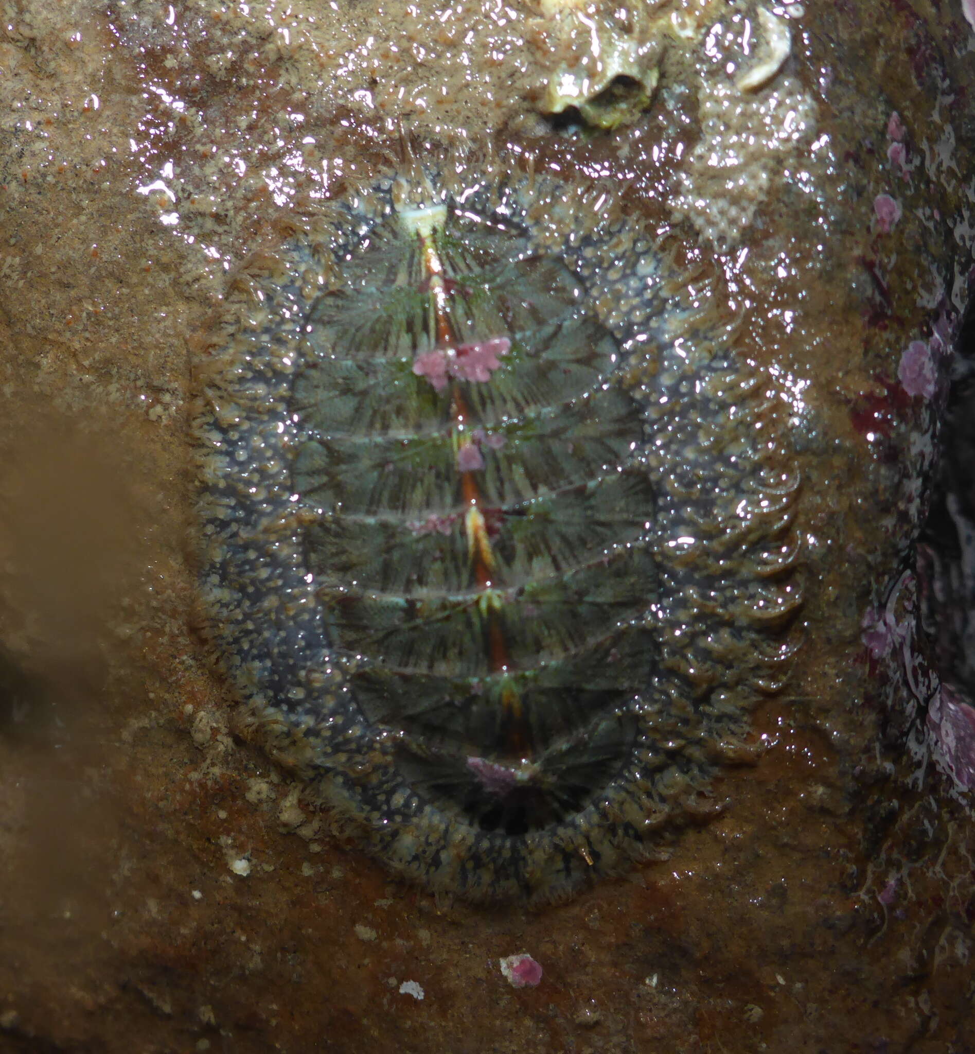 Image of Woody Chiton