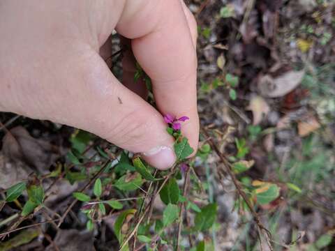 Image of blue waxweed