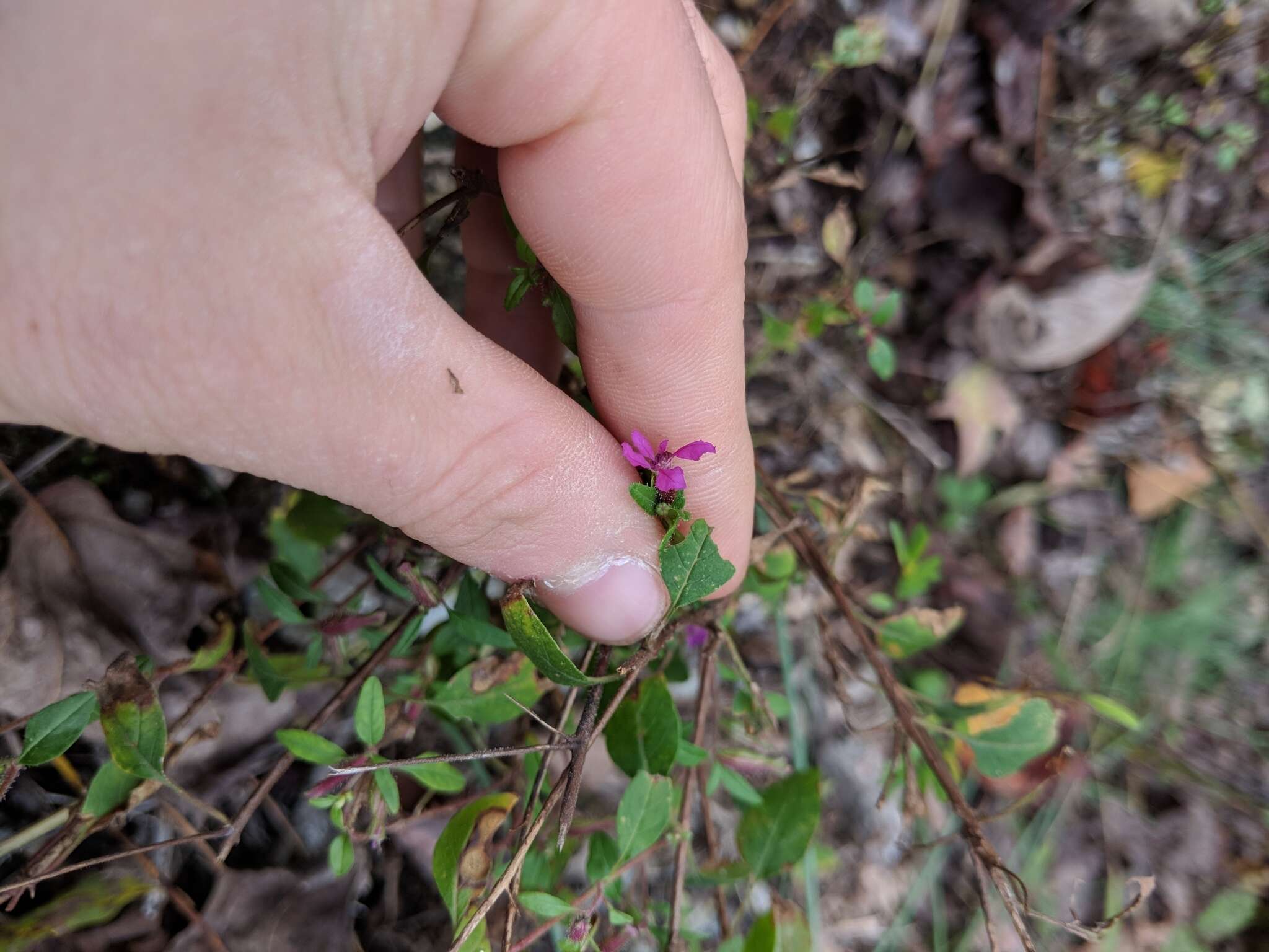 黏毛萼距花的圖片