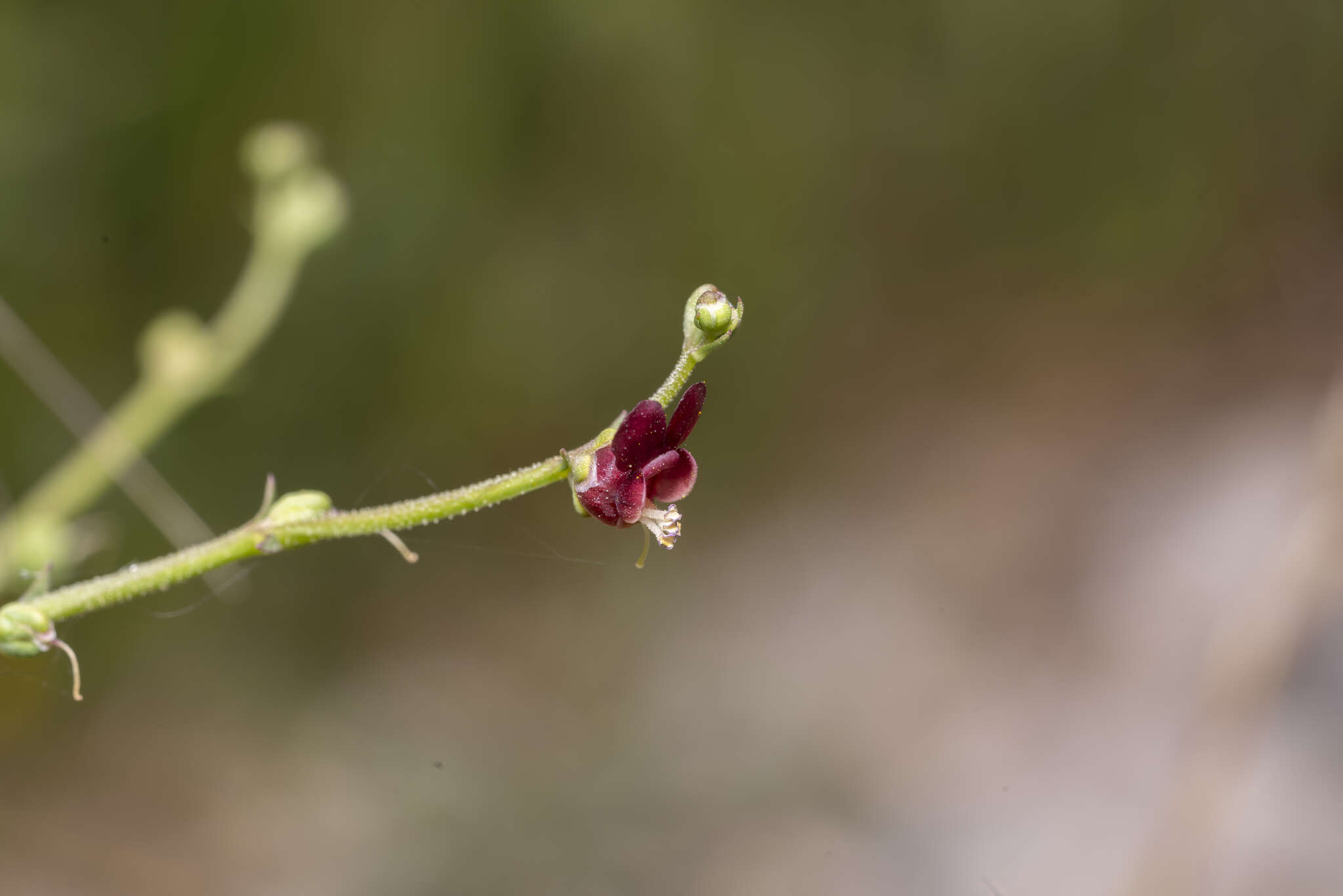 Imagem de Scrophularia lucida L.