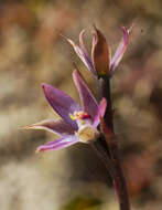 Image of Sun orchid