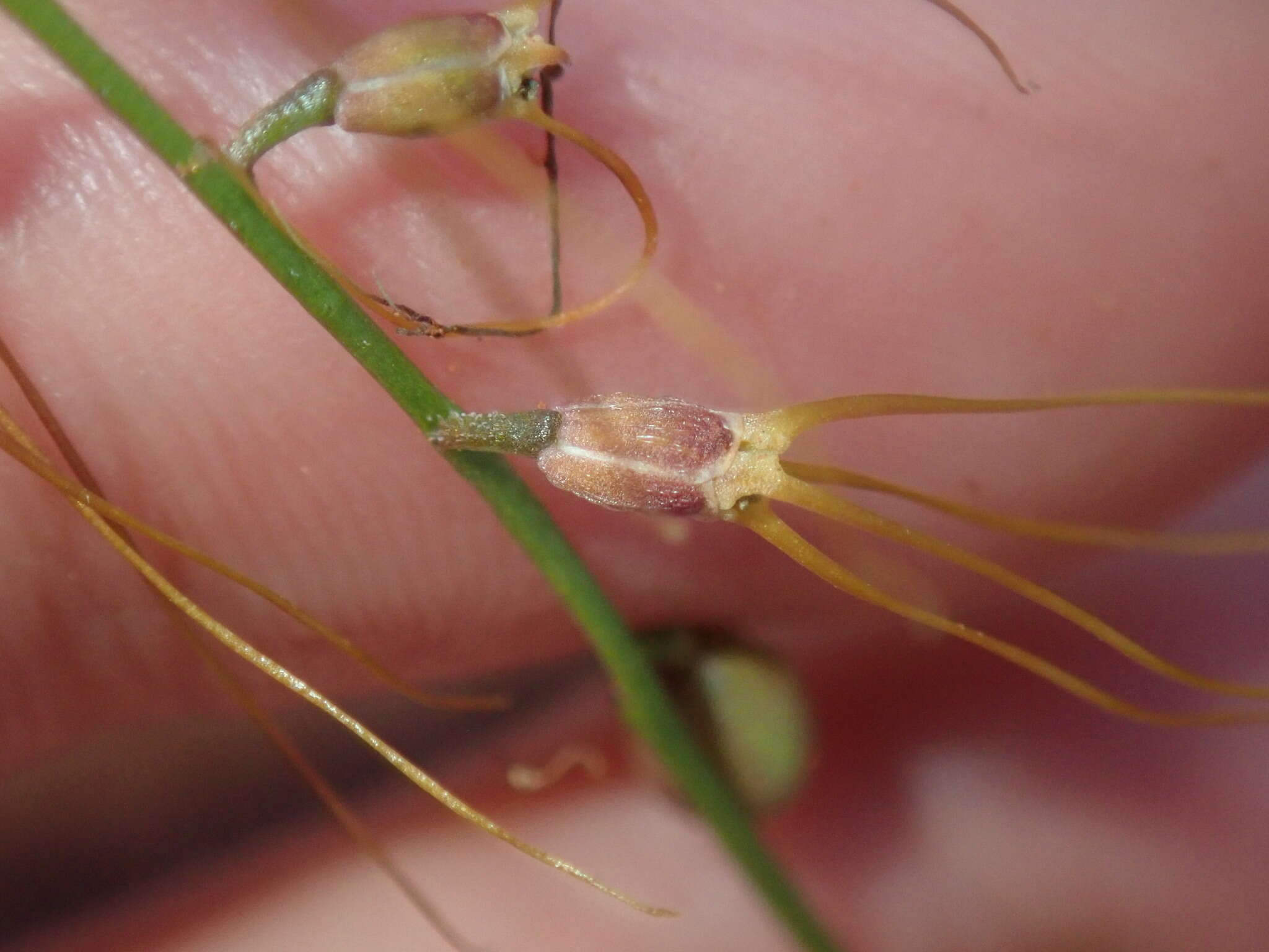 Слика од Stenopetalum filifolium Benth.